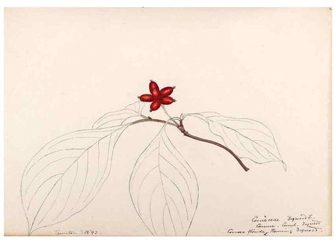 Reproducción/Reproduction 48789298677: [Water-color sketches of plants of North America and Europe]. . 