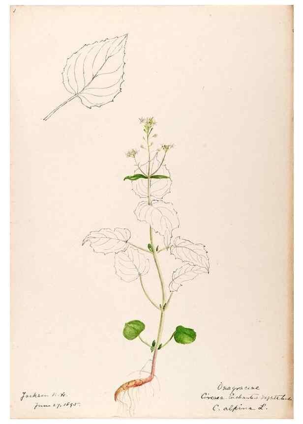 Reproducción/Reproduction 48789146471: [Water-color sketches of plants of North America and Europe]. . 