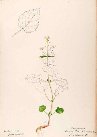 Reproducción/Reproduction 48789146471: [Water-color sketches of plants of North America and Europe]. . 