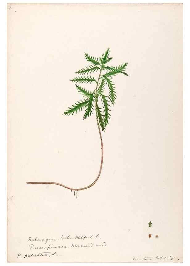 Reproducción/Reproduction 48789292862: [Water-color sketches of plants of North America and Europe]. . 