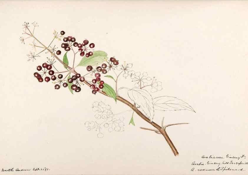 Reproducción/Reproduction 48788784278: [Water-color sketches of plants of North America and Europe]. . 