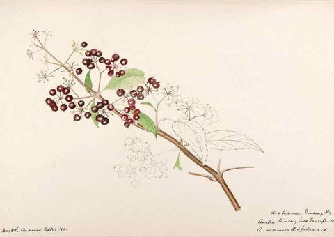 Reproducción/Reproduction 48788784278: [Water-color sketches of plants of North America and Europe]. . 