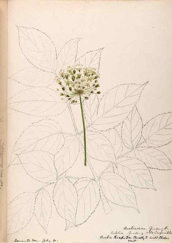 Reproducción/Reproduction 48788784733: [Water-color sketches of plants of North America and Europe]. . 