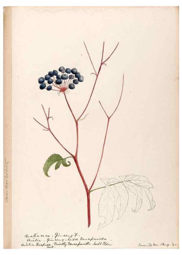 Reproducción/Reproduction 48789294032: [Water-color sketches of plants of North America and Europe]. . 