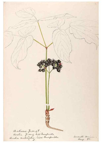 Reproducción/Reproduction 48789148136: [Water-color sketches of plants of North America and Europe]. . 