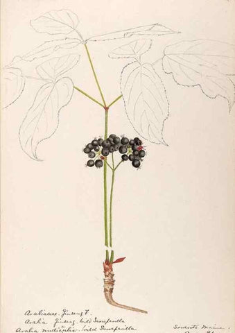 Reproducción/Reproduction 48789148136: [Water-color sketches of plants of North America and Europe]. . 