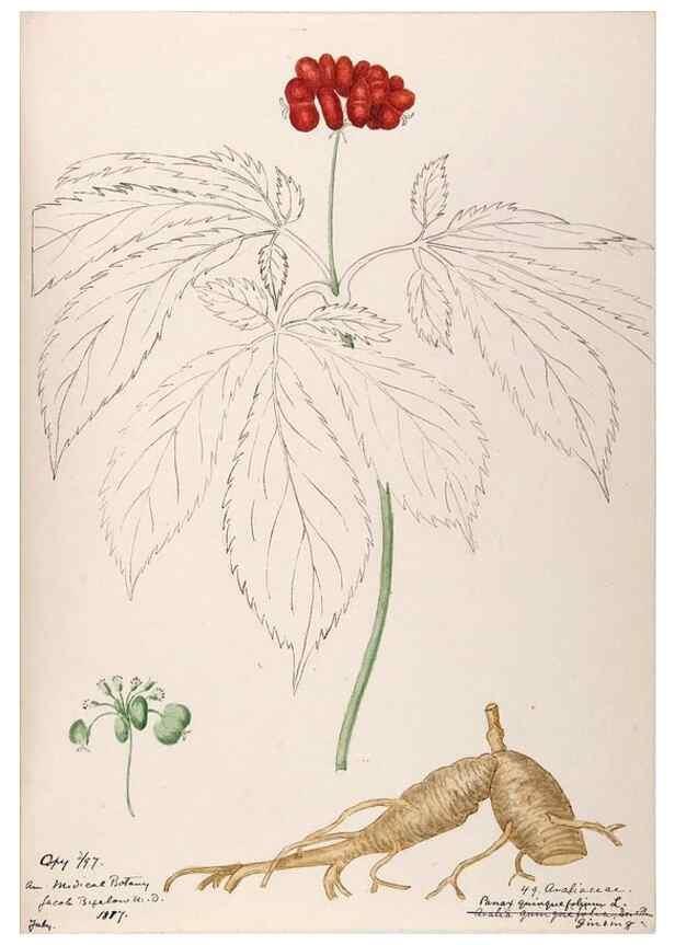 Reproducción/Reproduction 48788785663: [Water-color sketches of plants of North America and Europe]. . 