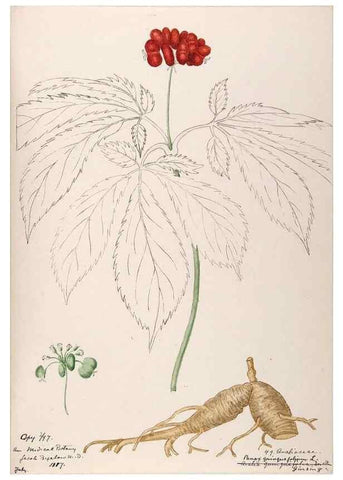 Reproducción/Reproduction 48788785663: [Water-color sketches of plants of North America and Europe]. . 