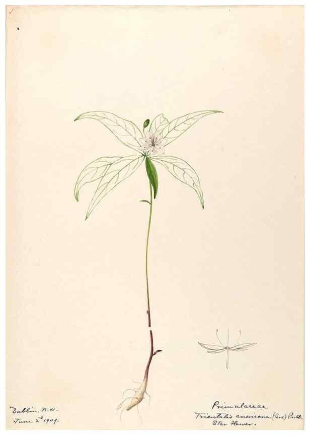 Reproducción/Reproduction 48788830868: [Water-color sketches of plants of North America and Europe]. . 