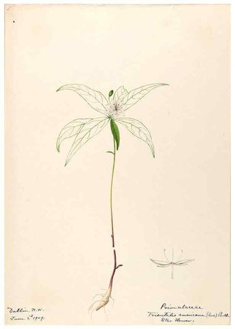 Reproducción/Reproduction 48788830868: [Water-color sketches of plants of North America and Europe]. . 