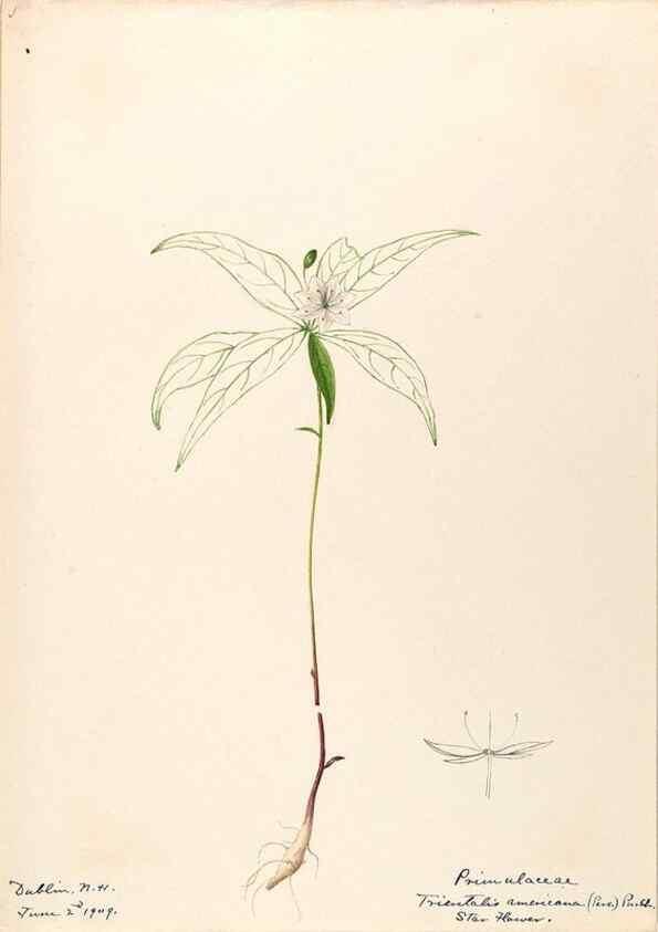 Reproducción/Reproduction 48788830868: [Water-color sketches of plants of North America and Europe]. . 