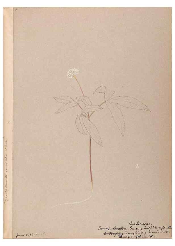 Reproducción/Reproduction 48789295087: [Water-color sketches of plants of North America and Europe]. . 