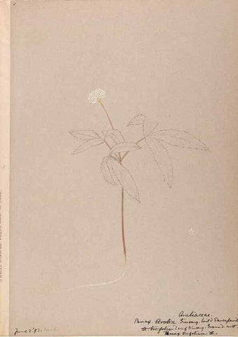 Reproducción/Reproduction 48789295087: [Water-color sketches of plants of North America and Europe]. . 