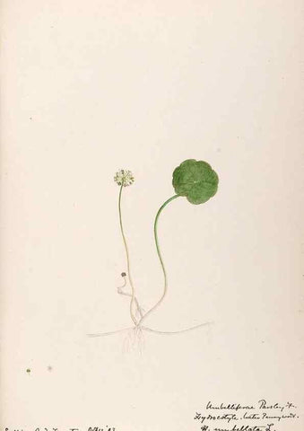 Reproducción/Reproduction 48789295882: [Water-color sketches of plants of North America and Europe]. . 