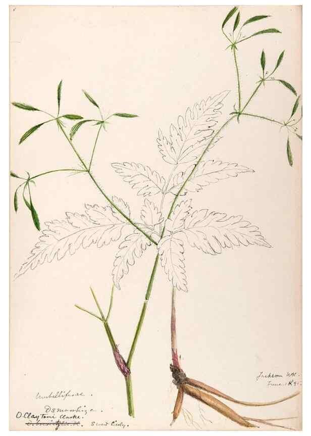 Reproducción/Reproduction 48789296312: [Water-color sketches of plants of North America and Europe]. . 