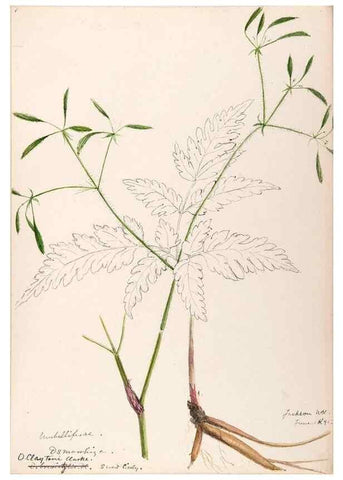 Reproducción/Reproduction 48789296312: [Water-color sketches of plants of North America and Europe]. . 