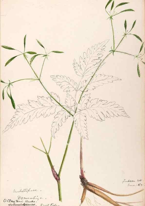 Reproducción/Reproduction 48789296312: [Water-color sketches of plants of North America and Europe]. . 