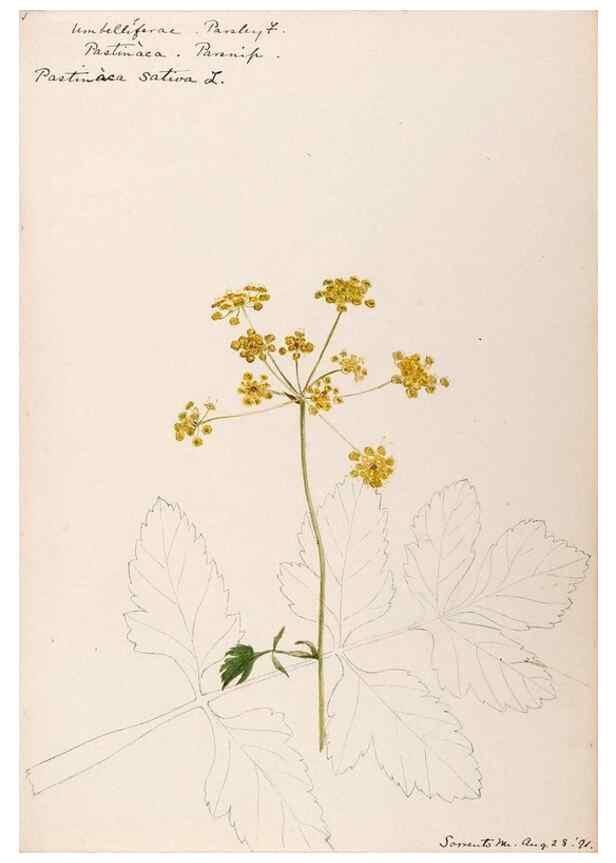 Reproducción/Reproduction 48789150111: [Water-color sketches of plants of North America and Europe]. . 