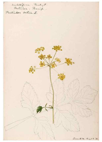 Reproducción/Reproduction 48789150111: [Water-color sketches of plants of North America and Europe]. . 