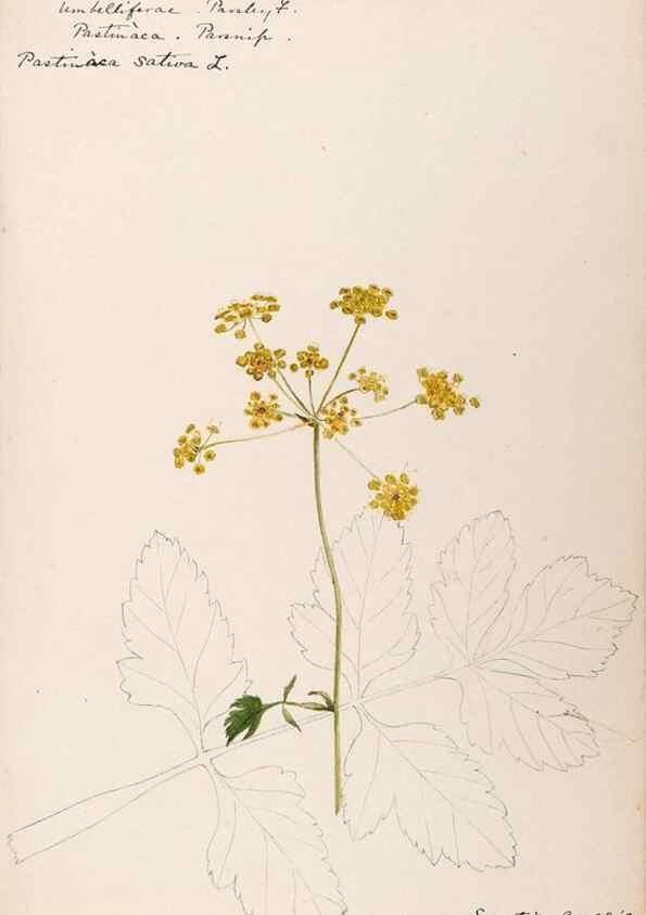 Reproducción/Reproduction 48789150111: [Water-color sketches of plants of North America and Europe]. . 