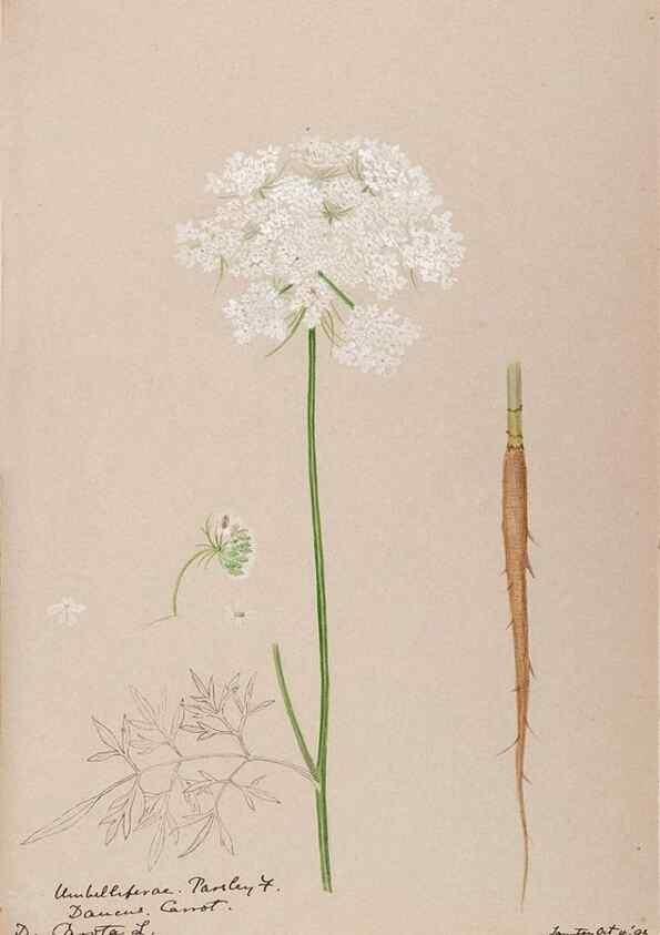 Reproducción/Reproduction 48789297077: [Water-color sketches of plants of North America and Europe]. . 