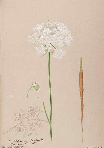 Reproducción/Reproduction 48789297077: [Water-color sketches of plants of North America and Europe]. . 
