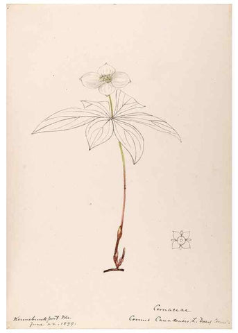 Reproducción/Reproduction 48789297577: [Water-color sketches of plants of North America and Europe]. . 