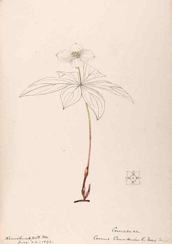 Reproducción/Reproduction 48789297577: [Water-color sketches of plants of North America and Europe]. . 