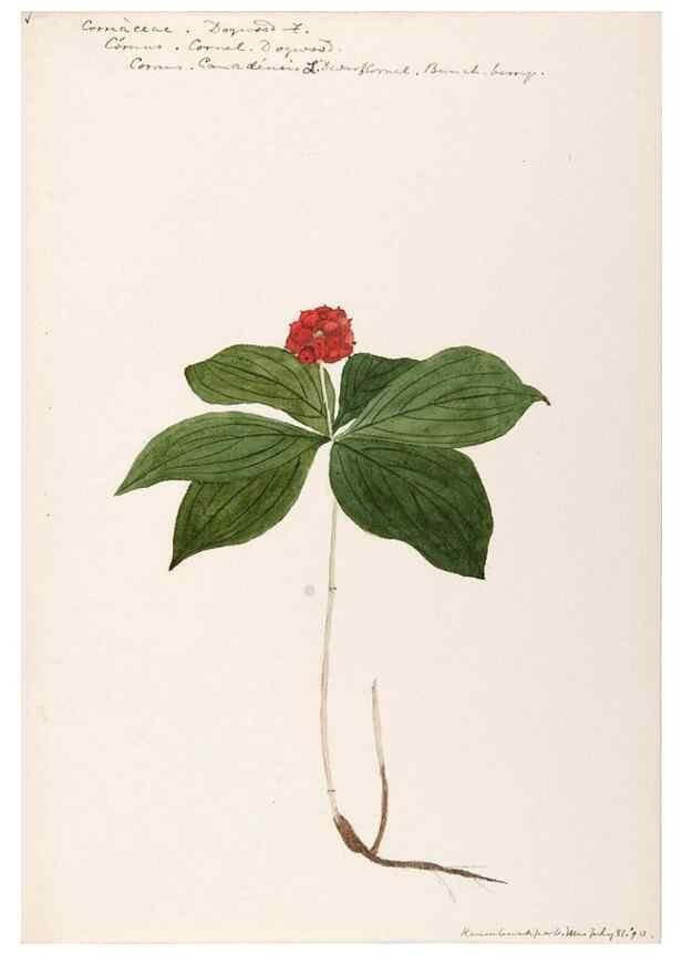 Reproducción/Reproduction 48789151191: [Water-color sketches of plants of North America and Europe]. . 