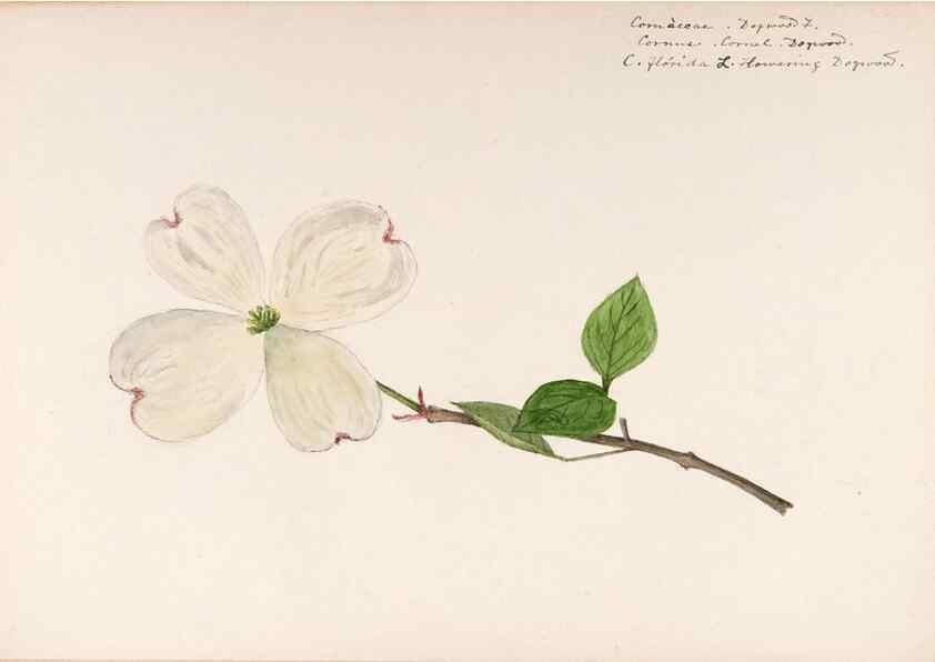 Reproducción/Reproduction 48789298312: [Water-color sketches of plants of North America and Europe]. . 