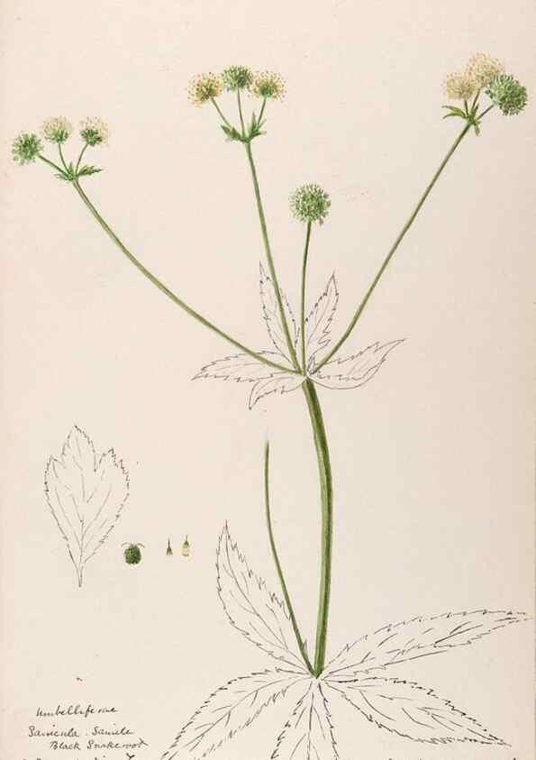 Reproducción/Reproduction 48789148961: [Water-color sketches of plants of North America and Europe]. . 