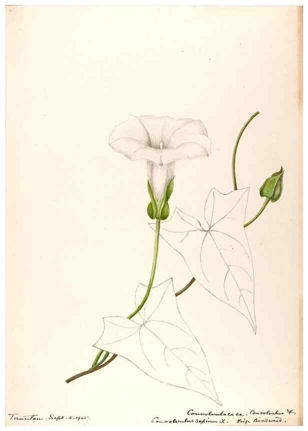 Reproducción/Reproduction 48789224246: [Water-color sketches of plants of North America and Europe]. . 
