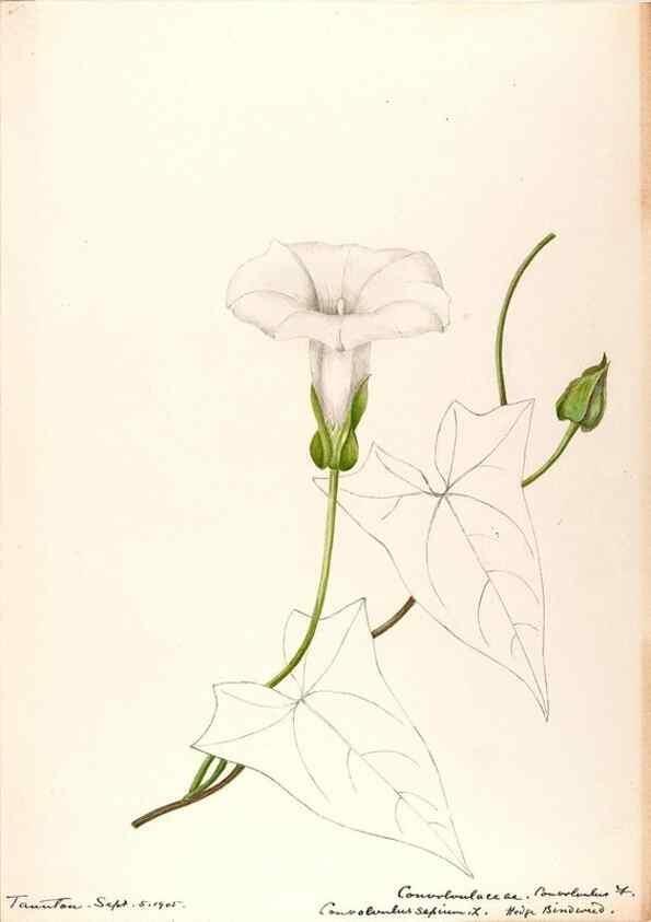 Reproducción/Reproduction 48789224246: [Water-color sketches of plants of North America and Europe]. . 