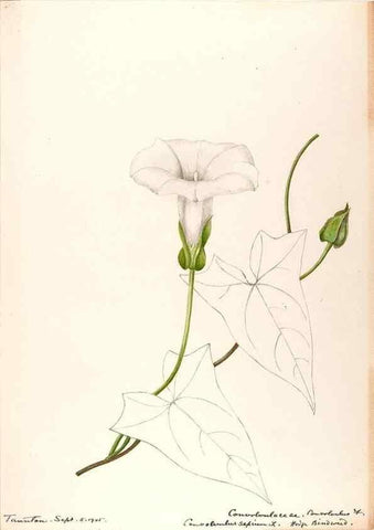 Reproducción/Reproduction 48789224246: [Water-color sketches of plants of North America and Europe]. . 
