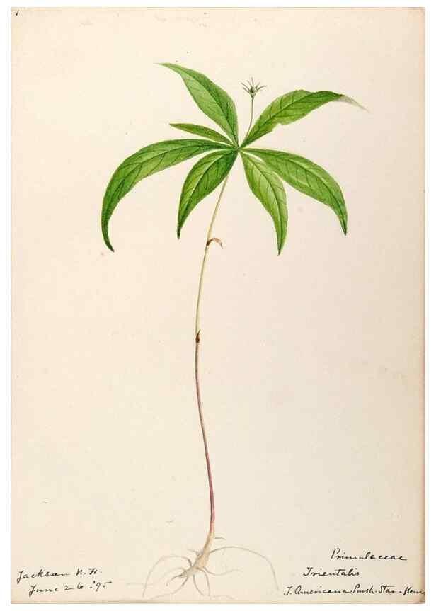 Reproducción/Reproduction 48788831203: [Water-color sketches of plants of North America and Europe]. . 