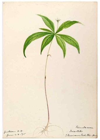 Reproducción/Reproduction 48788831203: [Water-color sketches of plants of North America and Europe]. . 