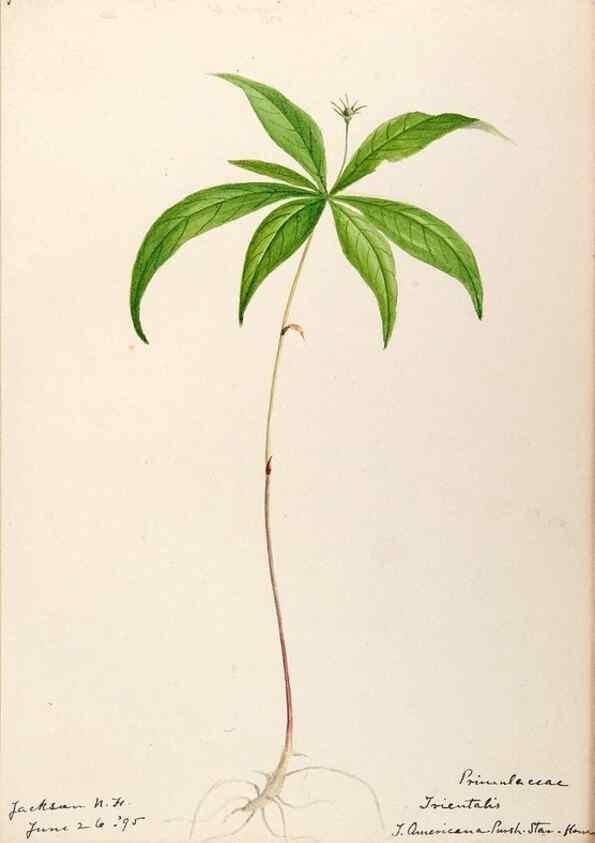 Reproducción/Reproduction 48788831203: [Water-color sketches of plants of North America and Europe]. . 