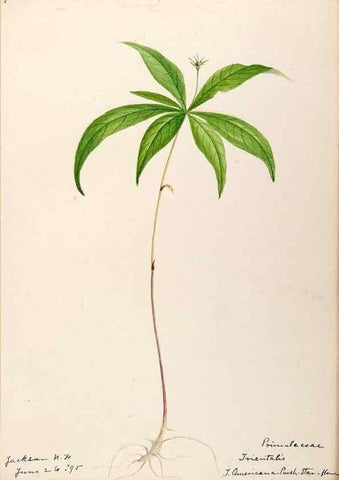 Reproducción/Reproduction 48788831203: [Water-color sketches of plants of North America and Europe]. . 