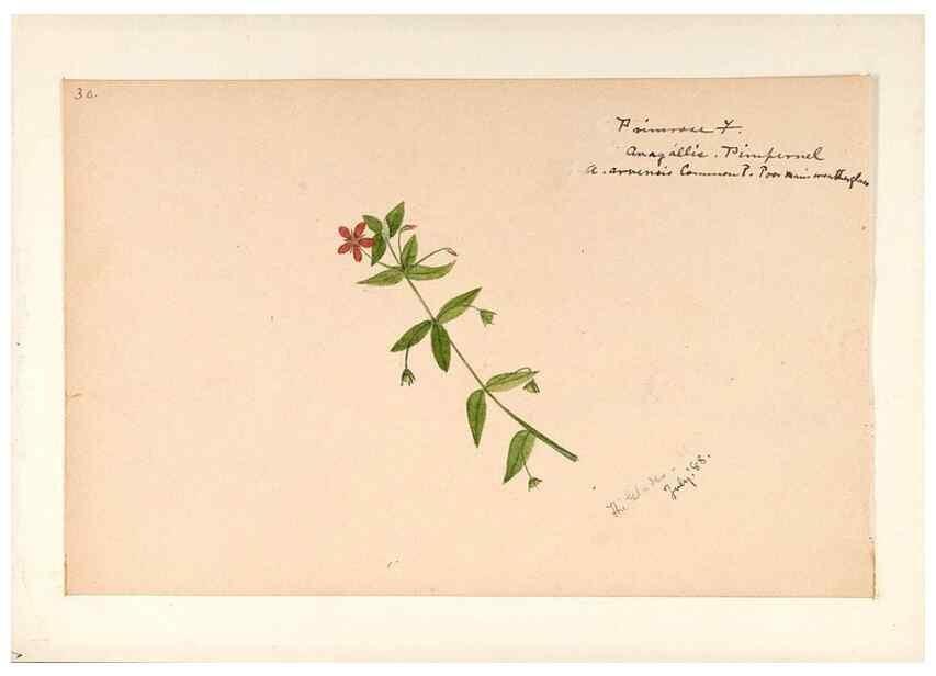 Reproducción/Reproduction 48788831953: [Water-color sketches of plants of North America and Europe]. . 