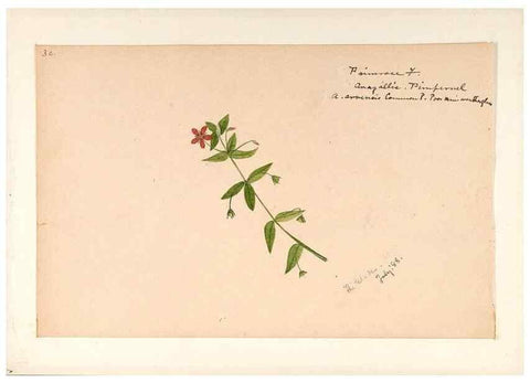 Reproducción/Reproduction 48788831953: [Water-color sketches of plants of North America and Europe]. . 