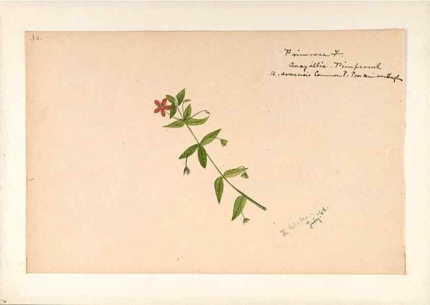 Reproducción/Reproduction 48788831953: [Water-color sketches of plants of North America and Europe]. . 