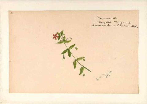 Reproducción/Reproduction 48788831953: [Water-color sketches of plants of North America and Europe]. . 