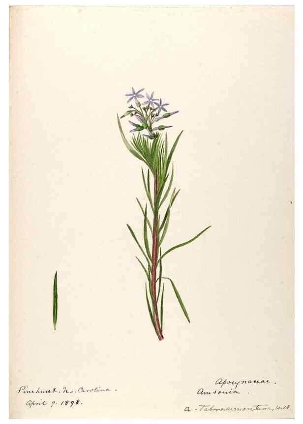 Reproducción/Reproduction 48789347897: [Water-color sketches of plants of North America and Europe]. . 