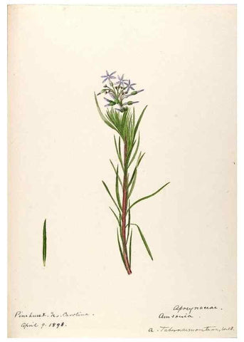 Reproducción/Reproduction 48789347897: [Water-color sketches of plants of North America and Europe]. . 