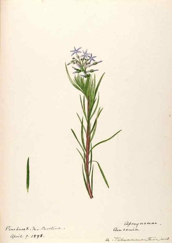 Reproducción/Reproduction 48789347897: [Water-color sketches of plants of North America and Europe]. . 