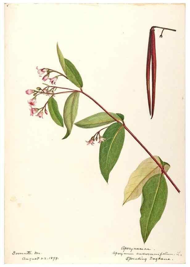 Reproducción/Reproduction 48788839678: [Water-color sketches of plants of North America and Europe]. . 