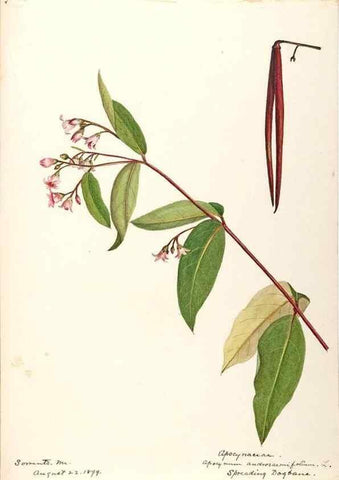 Reproducción/Reproduction 48788839678: [Water-color sketches of plants of North America and Europe]. . 