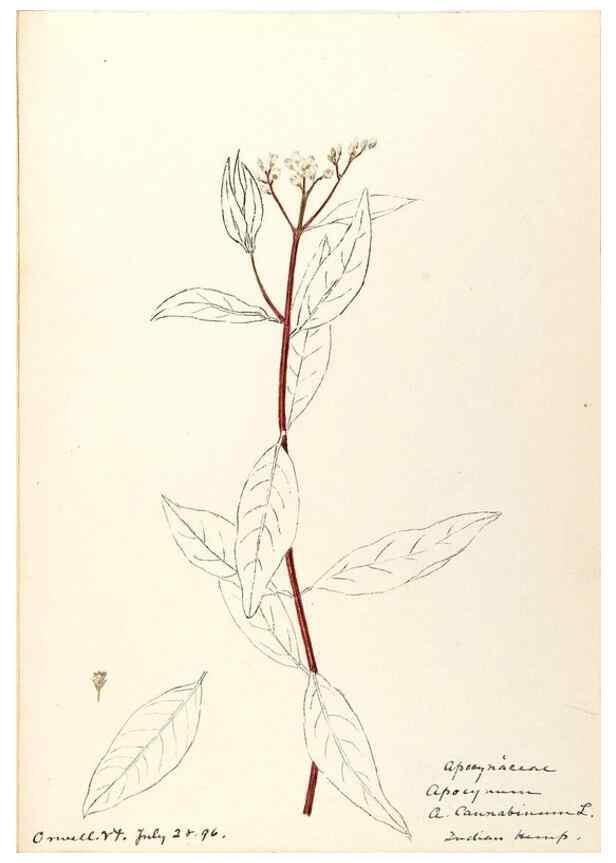 Reproducción/Reproduction 48789202661: [Water-color sketches of plants of North America and Europe]. . 