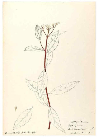 Reproducción/Reproduction 48789202661: [Water-color sketches of plants of North America and Europe]. . 