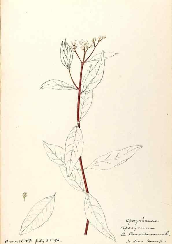 Reproducción/Reproduction 48789202661: [Water-color sketches of plants of North America and Europe]. . 